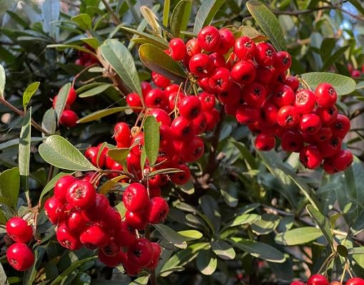 Red Ruscus Aculeatus Fruit