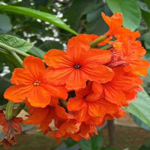 Orange Cordia Sebestena Flower - Heirloom, Non - Gmo Seeds