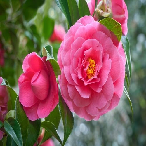 Pink Camellia Flower - Heirloom, Non - Gmo Seeds