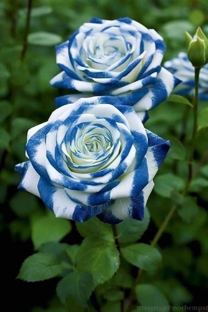 European Rose Tree (Rosa spp.) seeds for garden planting