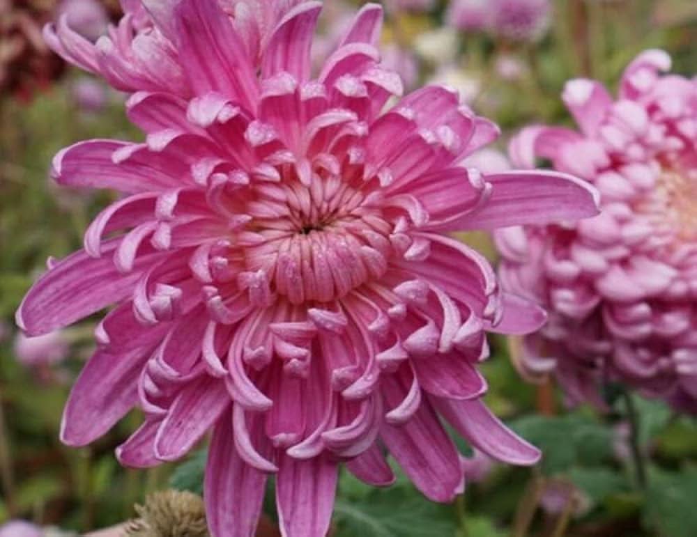 Chrysanthemum Light Pink Morifolium Flower Seeds for Planting in kitchen garden borders and indoor pots