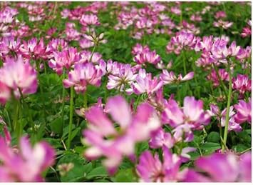 Astragalus Sinicus Flower Seeds – Heirloom Non-GMO Seeds for Nitrogen-Fixing and Garden Planting - Sinicus for planting in home garden