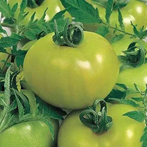 Green Agate Tomato seeds for planting in vegetable garden