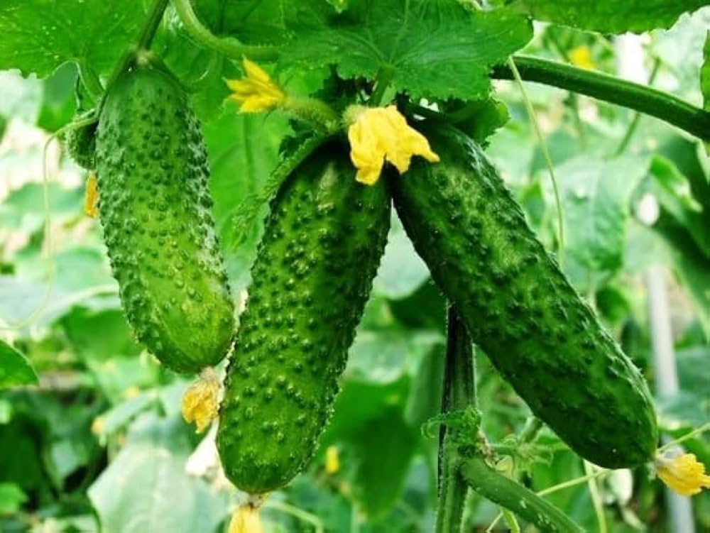 Cucumber 'Alibi' Seeds for Garden and Container Planting