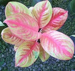 Aglaonema Pink Mix Flower Seeds for Planting - NON GMO Seeds for planting in home garden