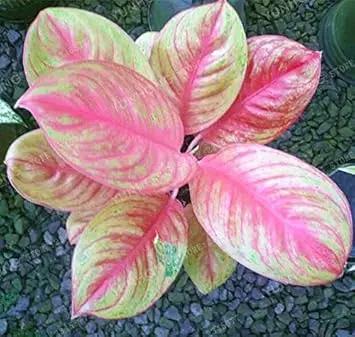 Aglaonema Pink Mix Flower Seeds for Planting - NON GMO Seeds for planting in home garden
