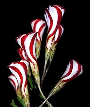 Red White Versicolor Flower Seeds for Planting - 100