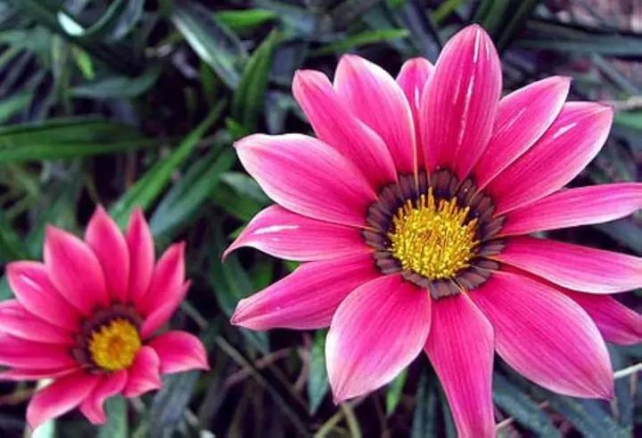 Pink Gazania Rigens Flower Seeds for Planting - NON GMO Seeds Dhara Seeds