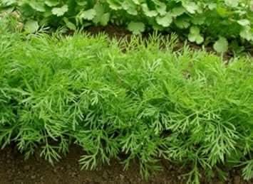Bouquet Dill Herb Seeds for Planting Scientific Name Placeholder for planting in home garden