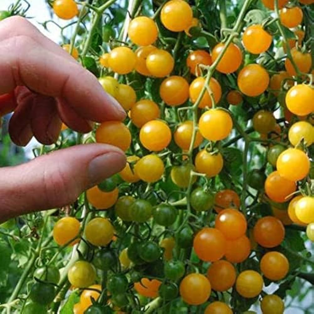 Cherry Yellow Milk Tomato Seeds - pcs for Fruit Plants & DIY Garden Projects