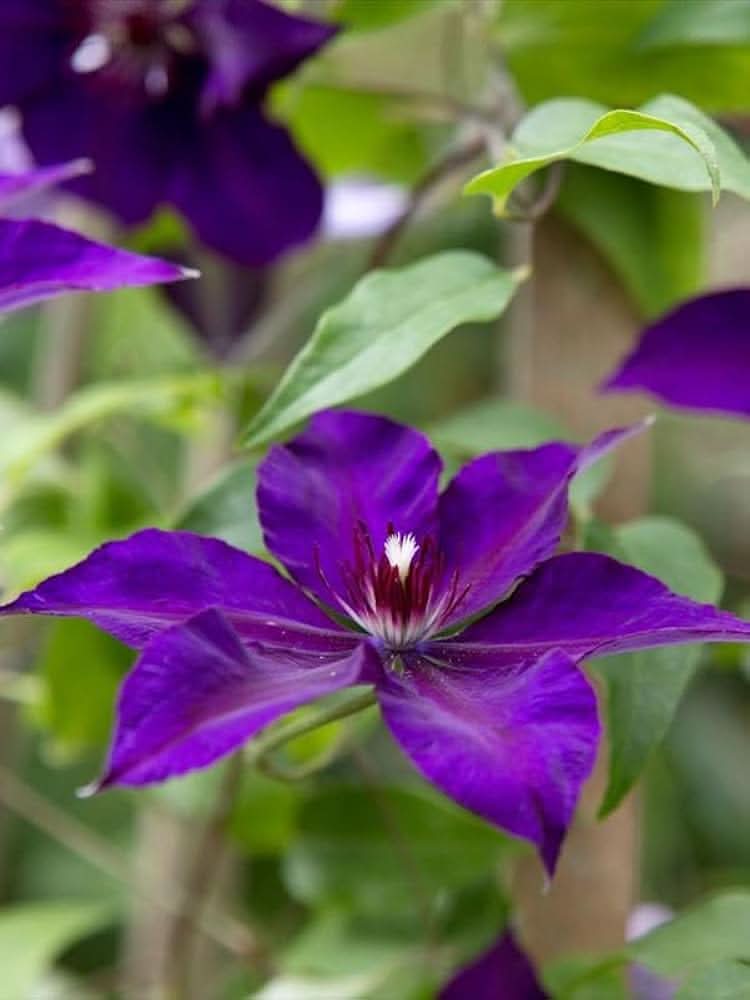 Clematis Violet Florida Flower Seeds for Planting in Home Garden and Vertical Trellises