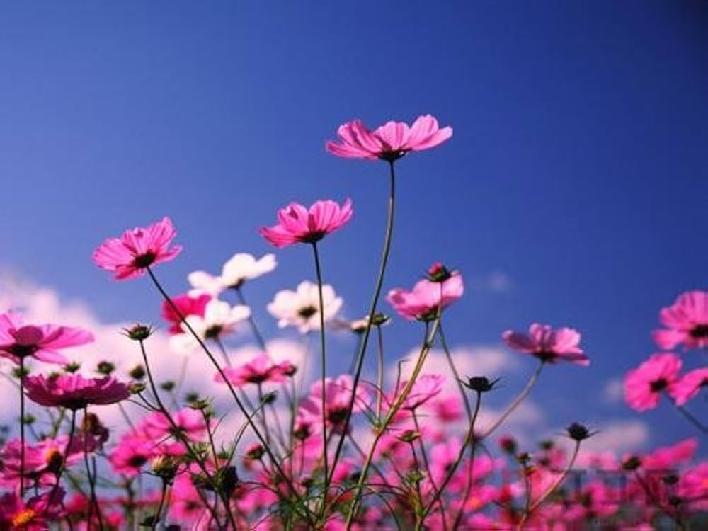 Cosmos Bipinnatus Flower Seeds (Kosmos-Blumensamen)