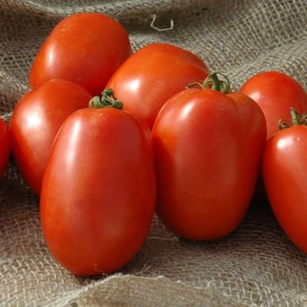 Giallo Grandi Amish Tomato Seeds – Heirloom Italian Tomatoes for Rich, Sweet Flavor
