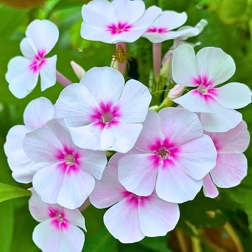 White Pink Phlox Flower