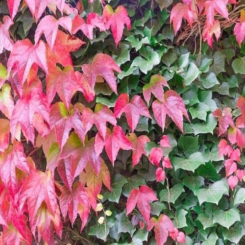 Red Green Boston Ivy - Heirloom, Non - Gmo Seeds