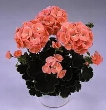 Orange Zonal Geranium Flower Seeds for Planting - Heirloom & Non-GMO Seeds For Home Garden Dhara Seeds
