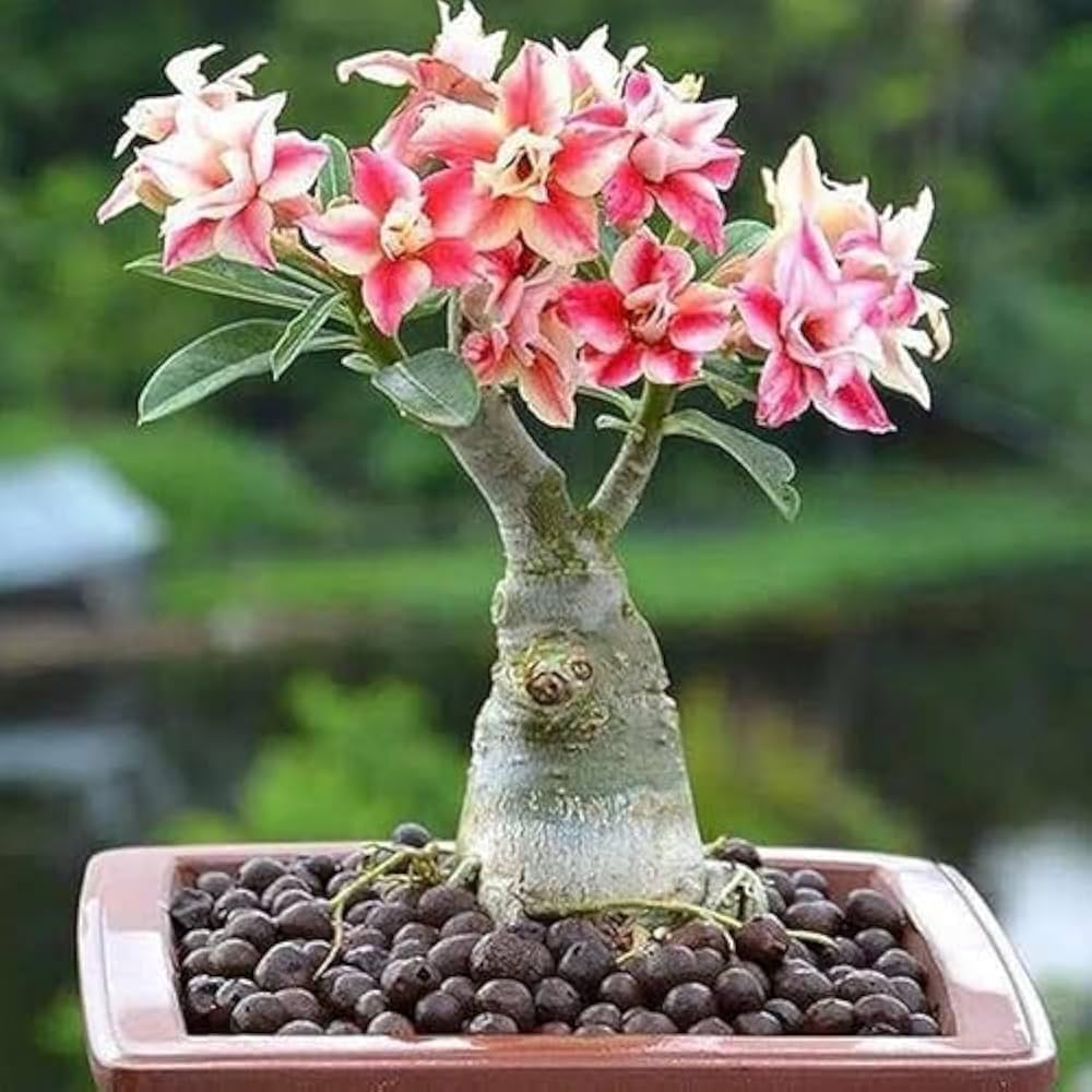 Rose bonsai tree seeds for yard decoration with multiple color varieties