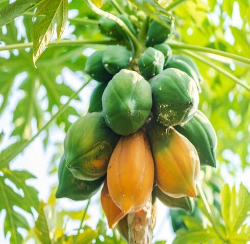 Orange Papaya Fruit - Heirloom, Non - Gmo Seeds