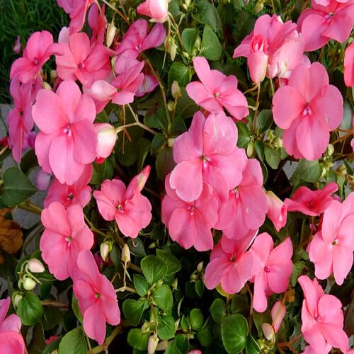 Pink Impatiens Walleriana Flower - Heirloom, Non - Gmo Seeds