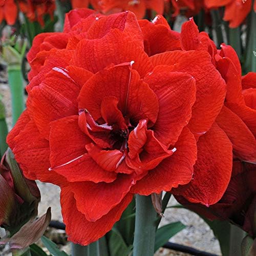 Amaryllis and Barbados Lily Hippeastrum Flower Seeds for Planting in indoor pots or home garden