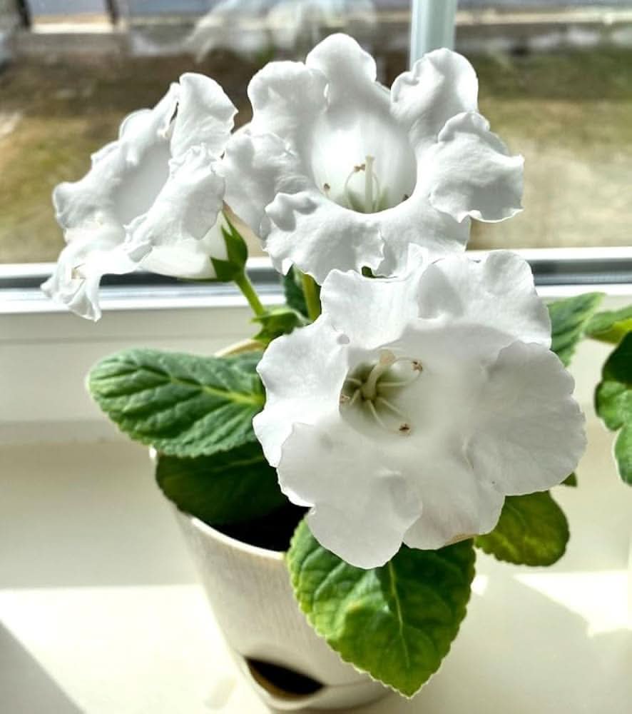 Sinningia Speciosa White Flowering Seeds For Planting