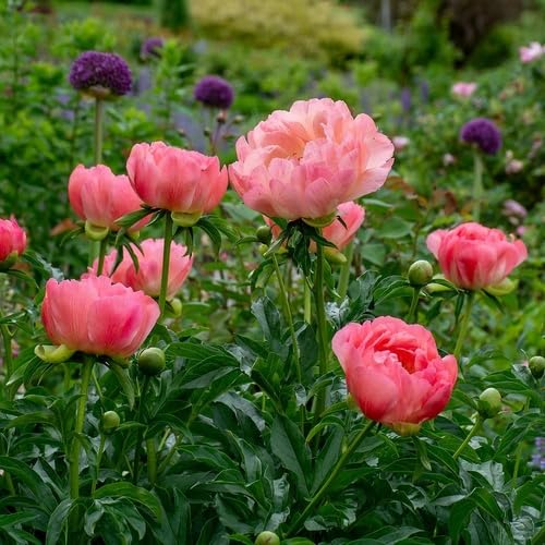 Pink Peony Flower