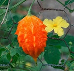 Orange Bitter Gourd Momordica charantia seeds for trellis planting
