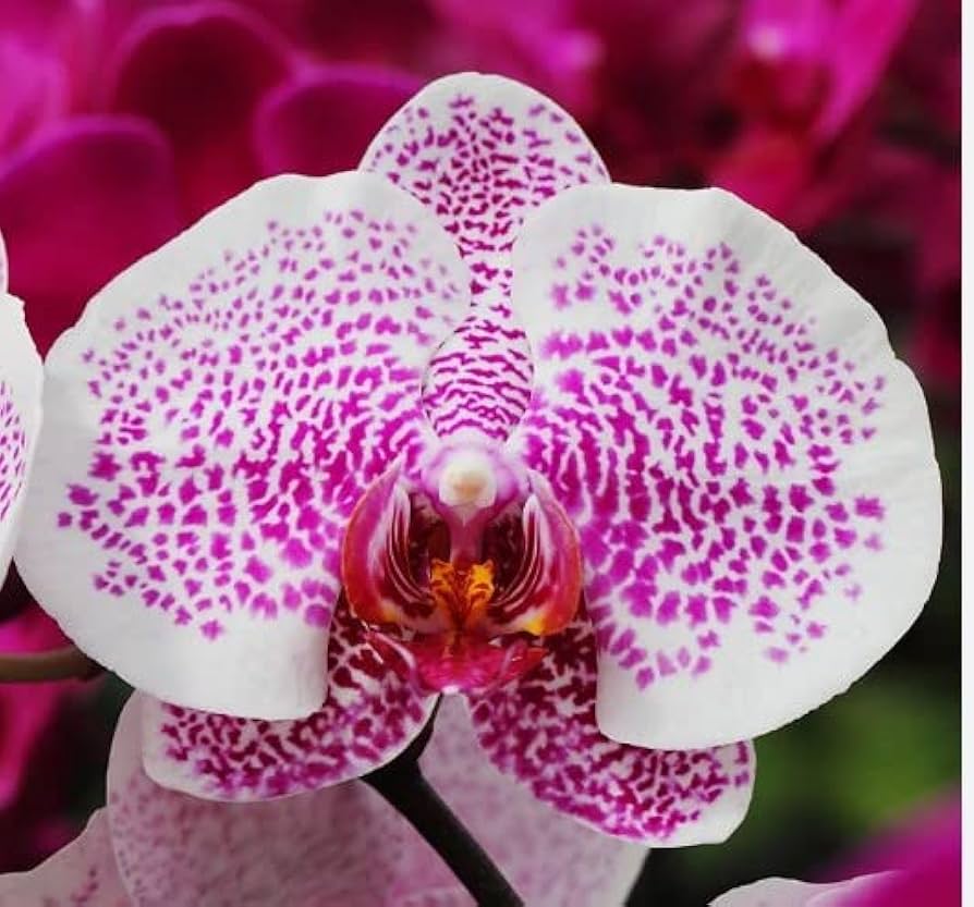 Pink White Phalaenopsis Orchid Flower Seeds – Heirloom, Non-GMO Seeds for Planting seeds for planting in home garden