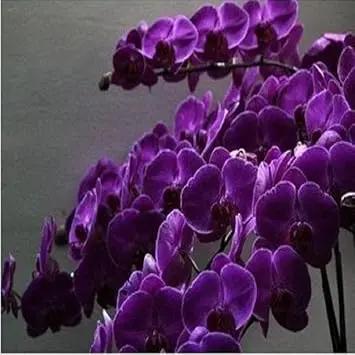 Butterfly Orchid Flower Seeds Violet for Planting - NON GMO Seeds Dhara Seeds
