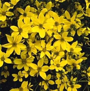 Yellow Bidens Flower Seeds for Planting, 100