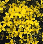 Yellow Bidens Sunshine Annual Seeds for Planting - NON GMO Seeds Dhara Seeds