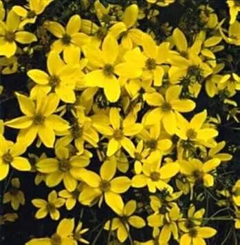 Yellow Bidens Sunshine Annual Seeds for Planting - NON GMO Seeds Dhara Seeds