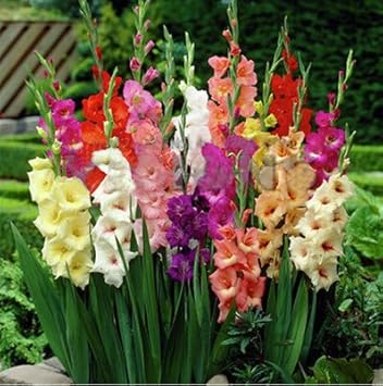 Heirloom Yellow Gladiolus Hybridus Flower Seeds – Non-GMO Perennial Blooms for Planting