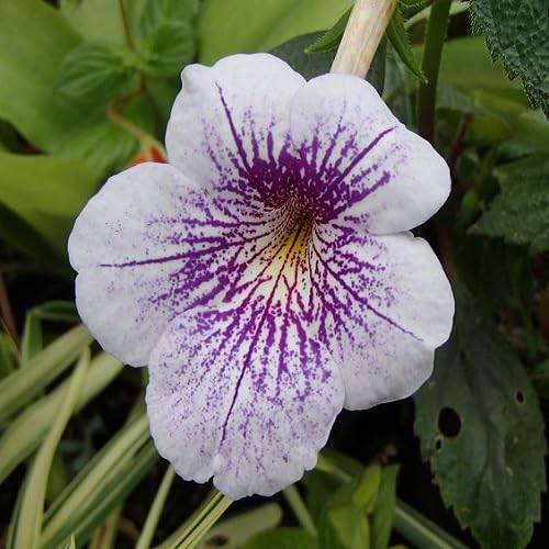 White Achimenes Flower - Heirloom, Non - Gmo Seeds