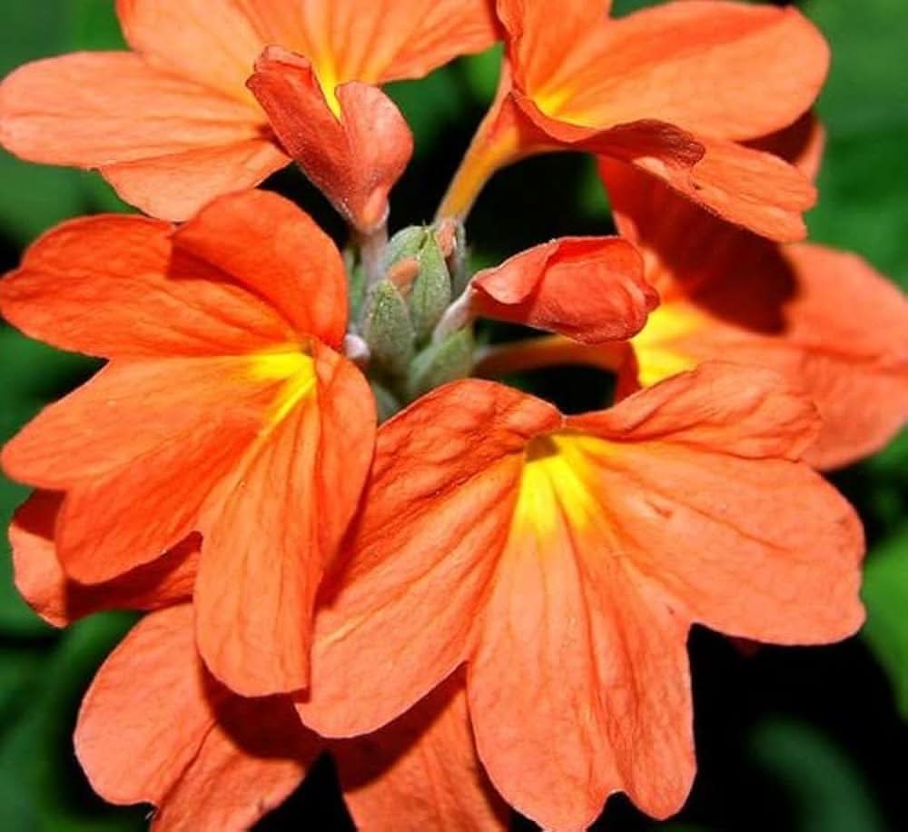 Fire Cracker Snap Dragon Plant Seeds
