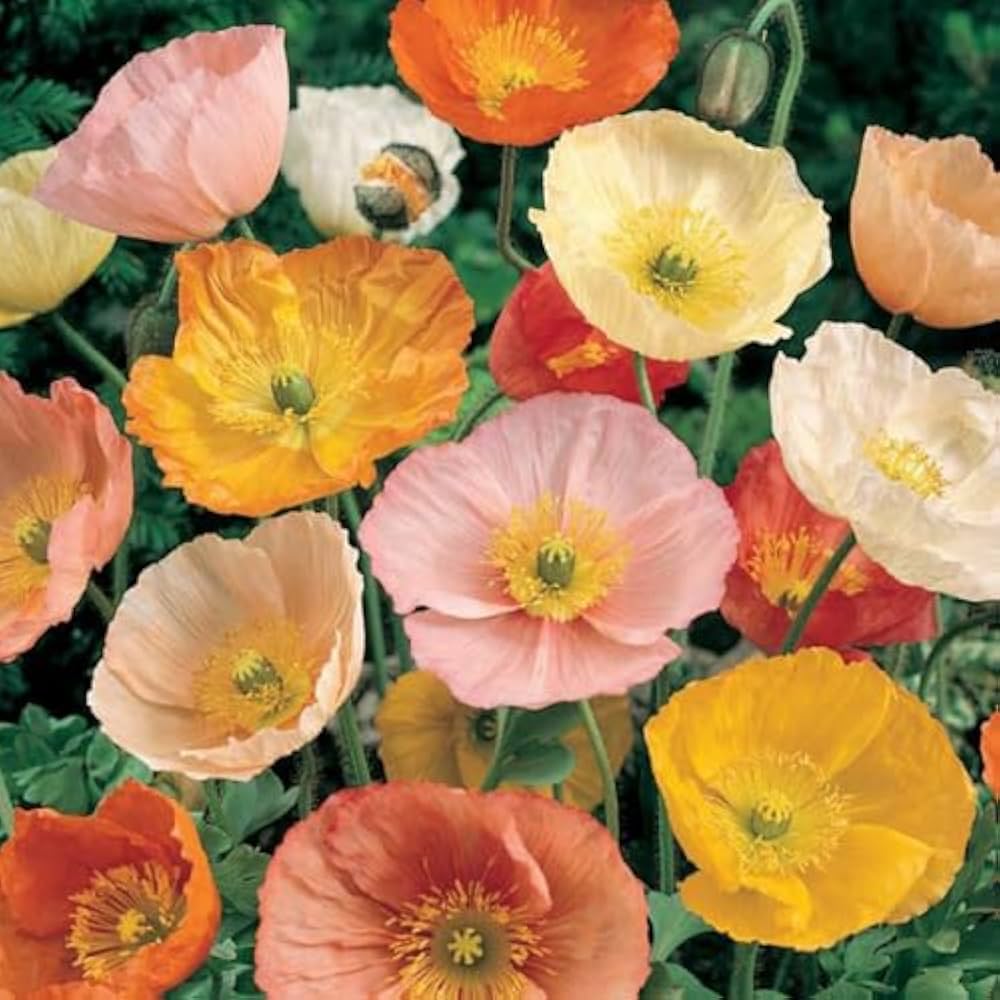 Giganteum Poppy Seeds for Planting Papaver somniferum for flower beds and wildflower gardens