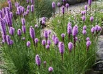 Purple Liatris Spicata Plant Seeds for Planting – NON GMO Seeds for planting in your garden.