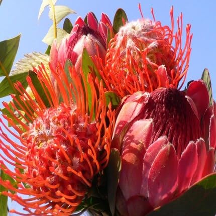 Protea Flower Red - Heirloom, Non - Gmo Seeds