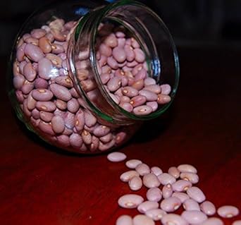 Pink Bean - Heirloom, Non - Gmo Seeds