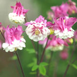 Columbine Pink Petticoat (Aquilegia spp.) seeds for garden planting
