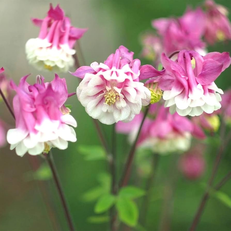 Columbine Pink Petticoat (Aquilegia spp.) seeds for garden planting
