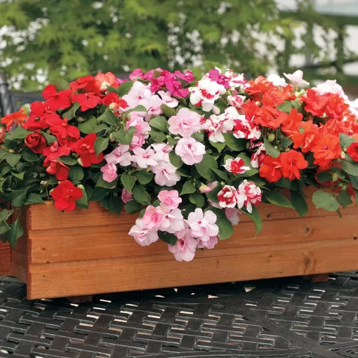 Athena Impatiens Seeds Bright Shade Garden Impatiens Blend High Germination Garden Seeds heirloom non-gmo seeds