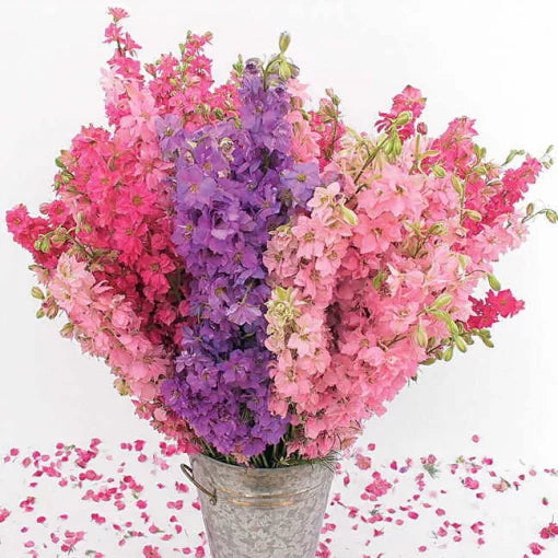 Lovers Larkspur Seeds Tall Cottage-Style Larkspur Flower Blend High Germination Garden Seeds heirloom non-gmo seeds