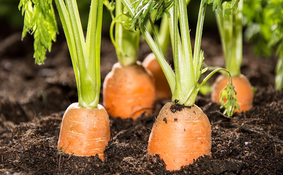Tendersweet Carrot Seeds (Daucus carota) – Fresh Seeds