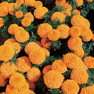 Moonstruck Orange Marigold Seeds Strong Stemmed Orange African Marigold High Germination Garden Seeds heirloom non-gmo seeds