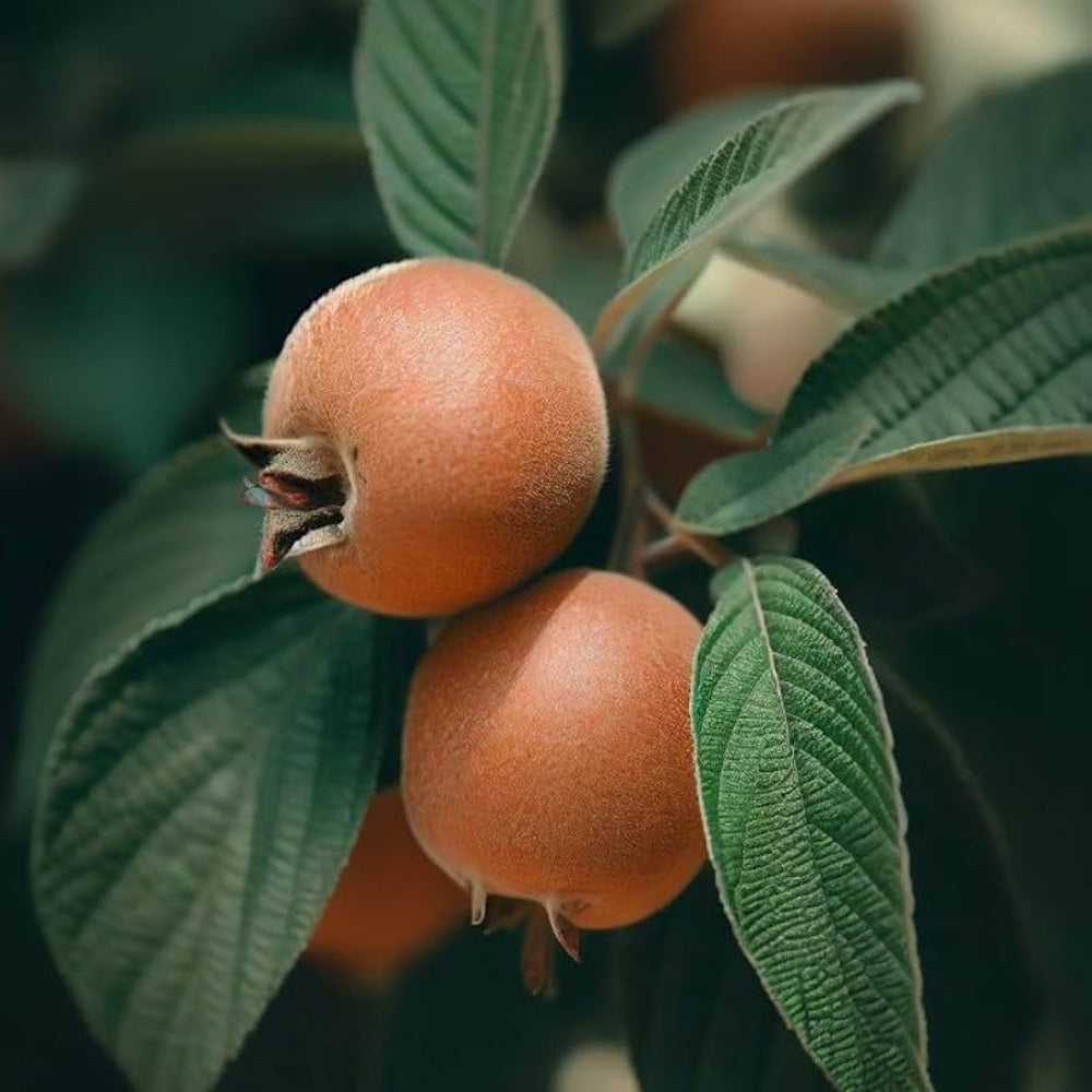 New Fresh Cream Mespilus Fruit Seeds - Grow Creamy Mespilus (Medlar) Fruit Trees
