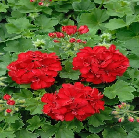 Red Geranium Flower - Heirloom, Non - Gmo Seeds