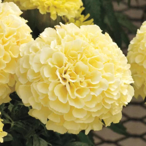 Vanilla Marigold Seeds Large Bloom Cream Marigold Variety High Germination Garden Seeds heirloom non-gmo seeds