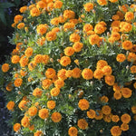 Mowgli Orange Marigold Seeds Bold Orange Compact Marigolds High ...