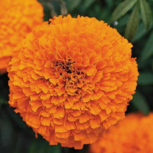 Garland Orange Marigold Seeds Bright Orange African Marigold Variety High Germination Garden Seeds heirloom non-gmo seeds